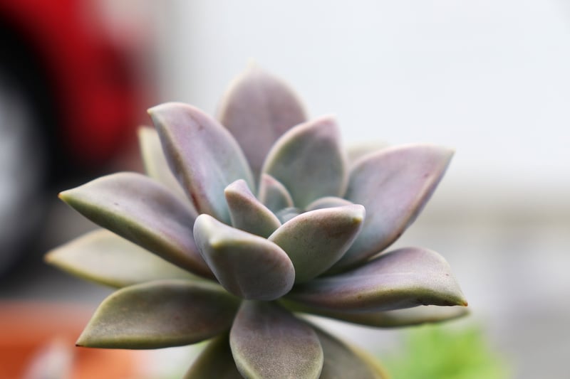 Botanical Maintenance