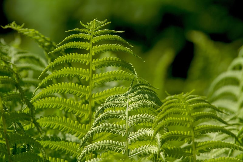 Leafy Wall Art