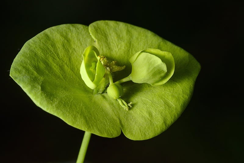Botanical Jewelry
