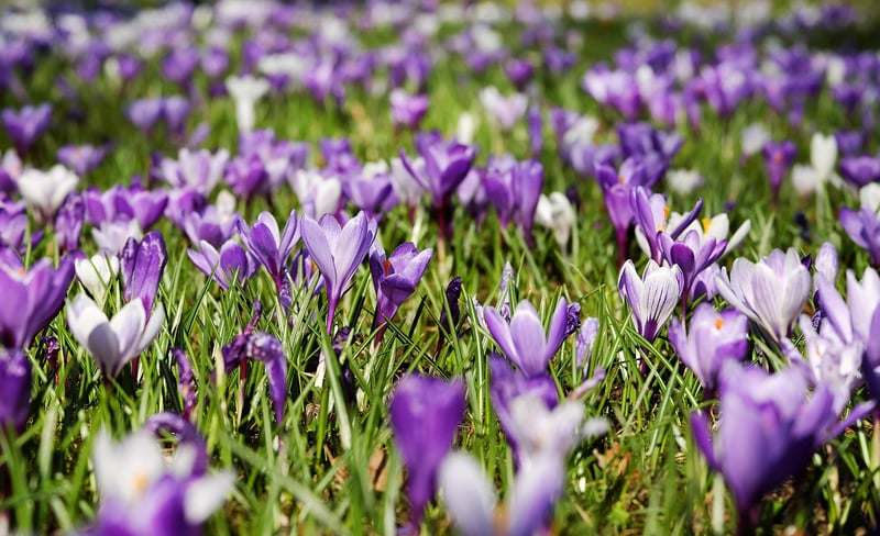 Spring garden
